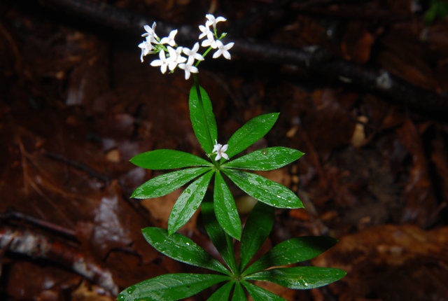 Galium odoratum